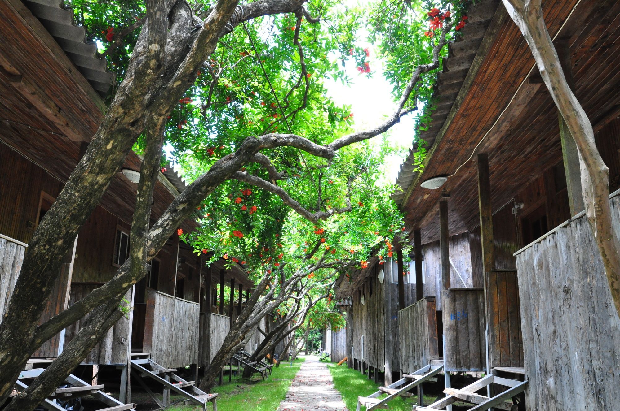 Turkmen Tree Houses Olympos Zewnętrze zdjęcie